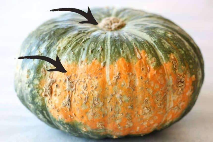 How To Tell If Kabocha Squash Is Bad